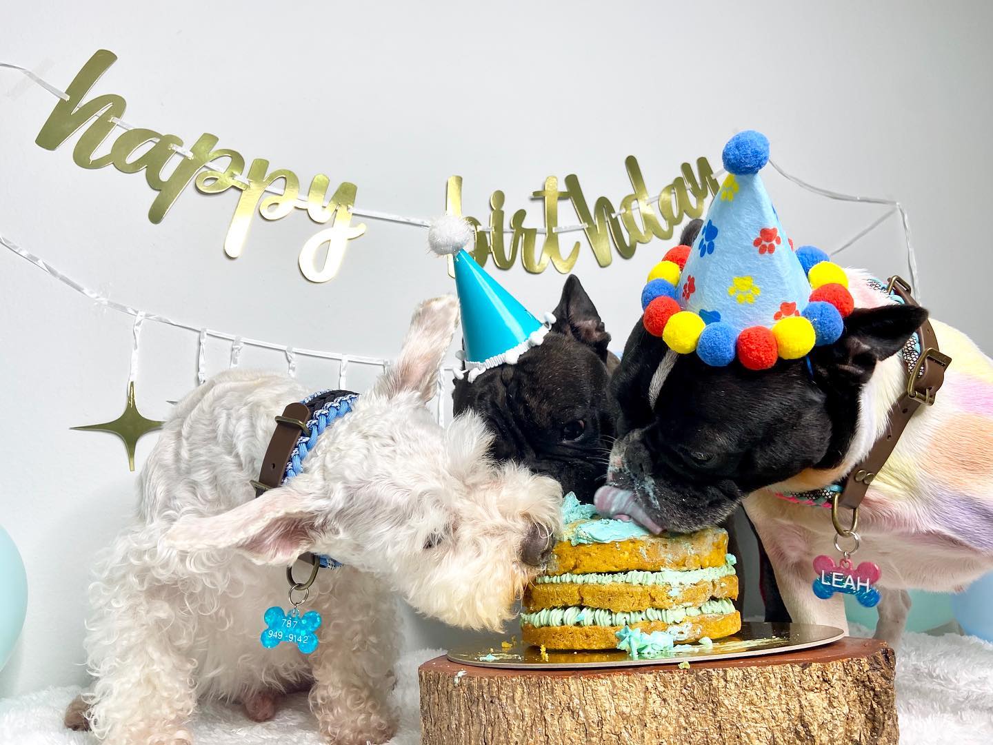 Perros reunidos en una celebración de cumpleaños