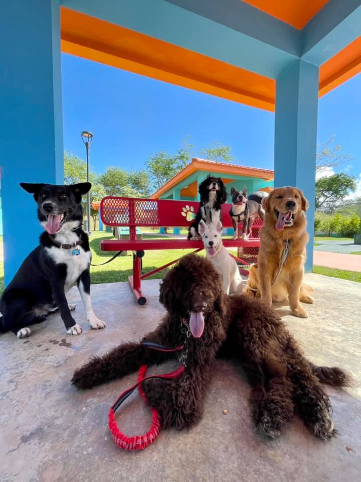 Grupo de perros disfrutando un momento al aire libre en Adri's DogTown