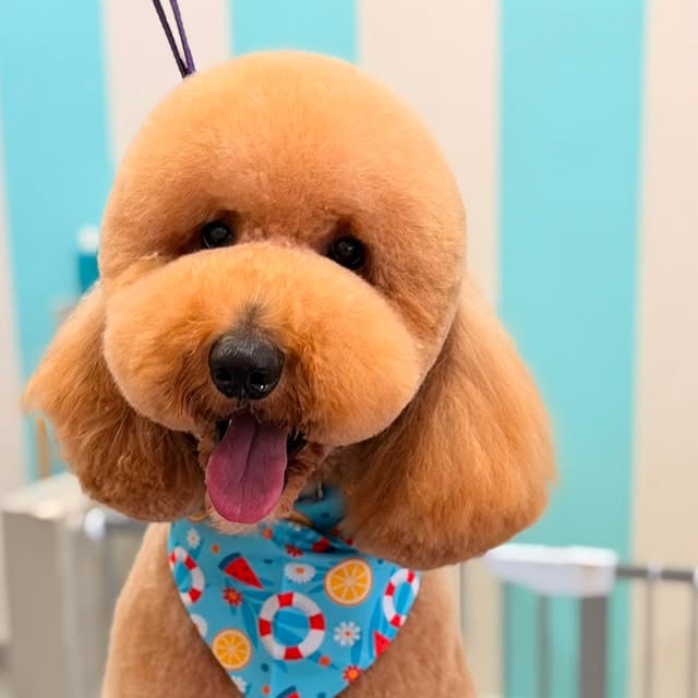 Perro recién arreglado con una bandana