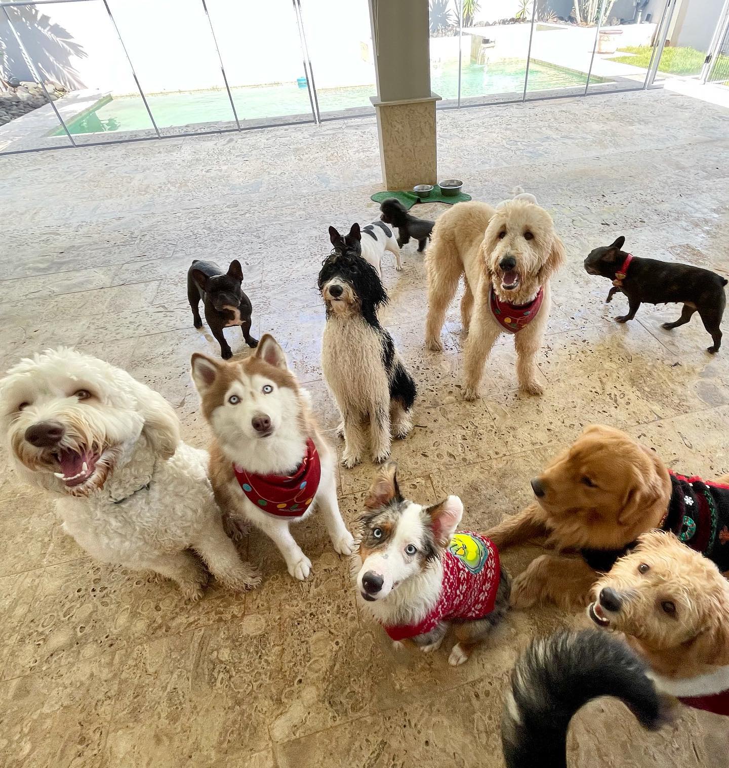 Grupo de perros compartiendo en un espacio interior
