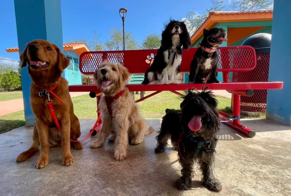Grupo de perros junto a un banco rojo