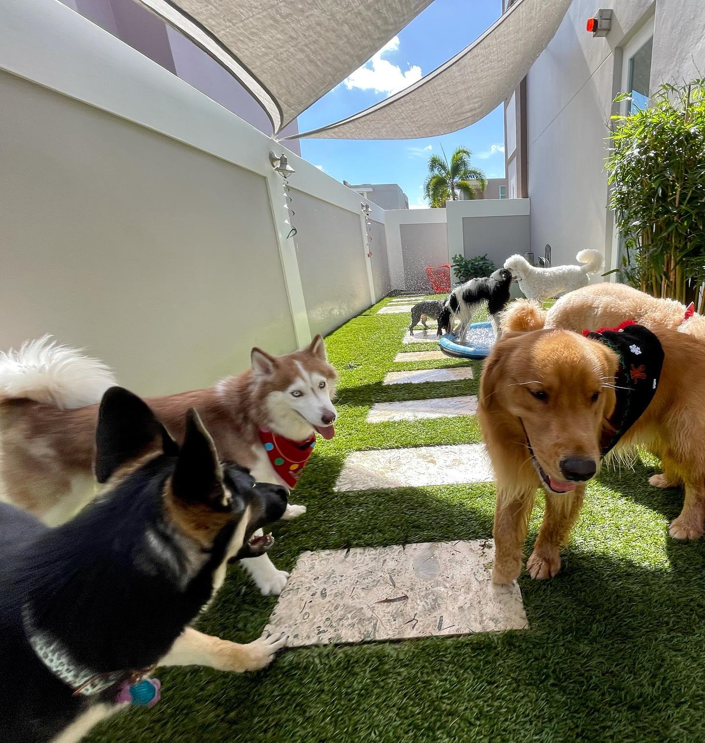 Perros compartiendo en un área al aire libre