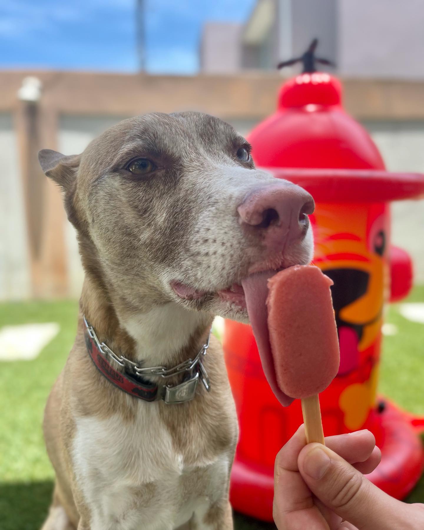 Perro disfrutando un treat helado